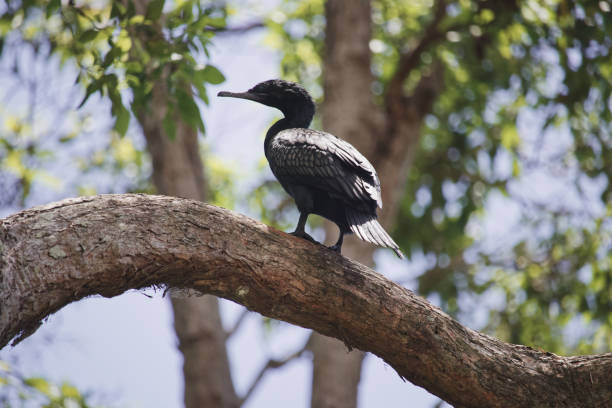 istock Australian bird's Cormorant wildlife 1300610119