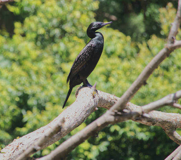 istock Australian bird's Cormorant wildlife 1300610191