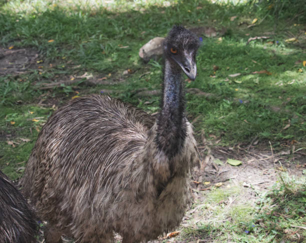 istock Australian animals emu wildlife 1300610714