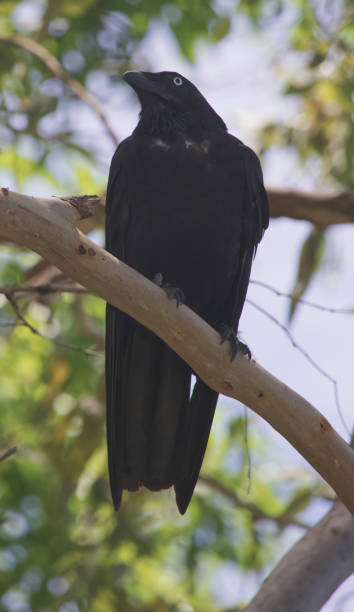 istock Australian bird's Raven wildlife 1300610864
