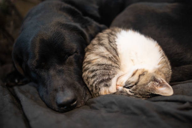 A big black Labrador sleeping with a little kitten curled up sleeping pressed up against his head.