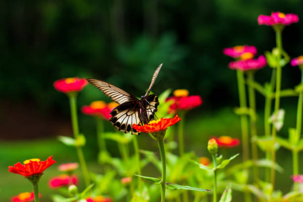 istock Butterflies in the flower garden 1300611864