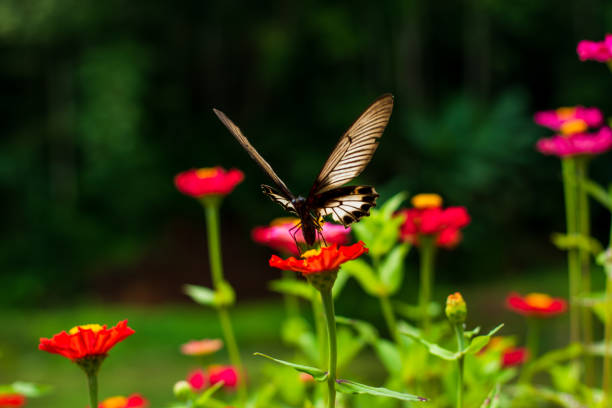 istock Butterflies in the flower garden 1300612041