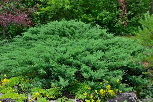 Green horizontal bush of Cossack juniper ( lat. Juniperus sabina) in rocky garden. Juniper is evergreen coniferous plant for Garden art/ design/ landscape. Yellow blossoming sedum around it