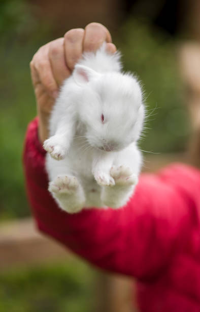 istock woman holds little rabbit on the farm 1300614810