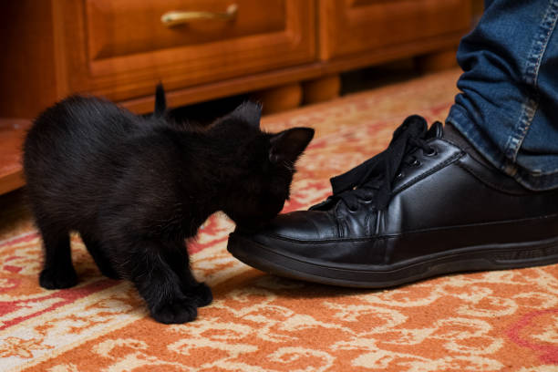 Kitten and legs in black boots close up on floor