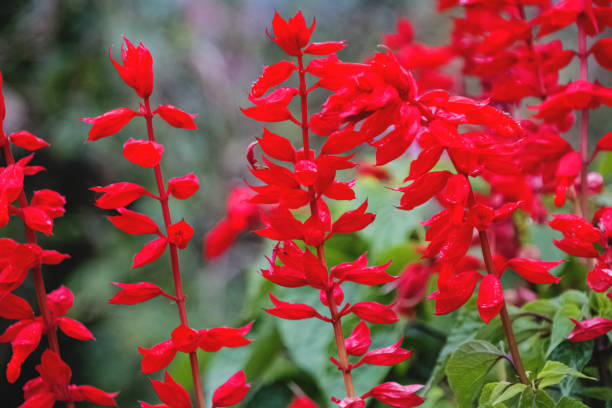 istock Red flowers with raindrops on the petals 1300616274