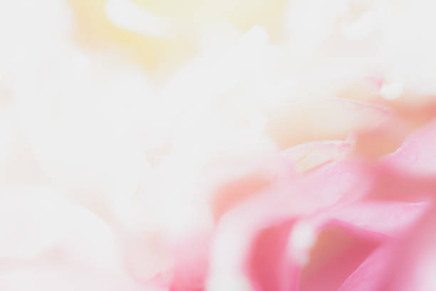 istock Sweet color lotus  in soft style for background 1300618688