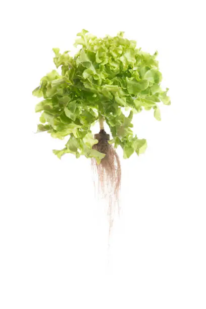 Photo of Green oak  lettuce on white background