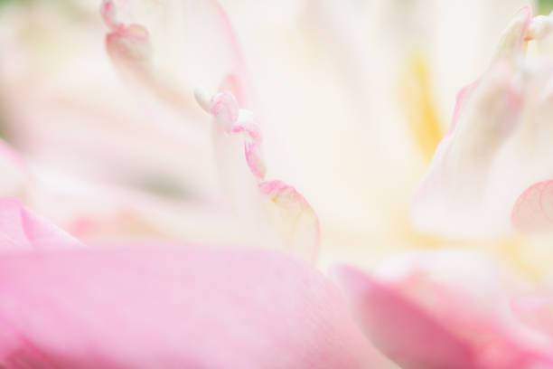 istock Sweet color lotus  in soft style for background 1300618697