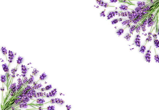 lavendel blumen und blätter kreativen rahmen - lavender coloured lavender flower frame stock-fotos und bilder