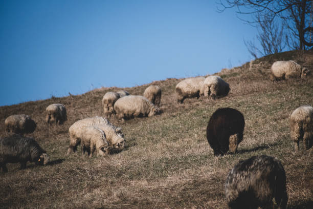 istock A herd of sheep grazing on a hill, Poland 1300625122
