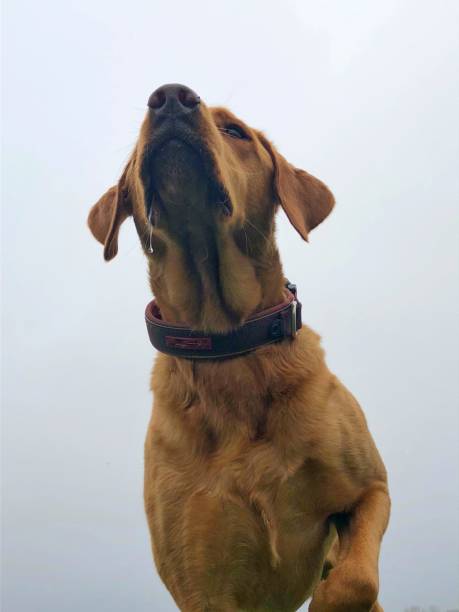 istock Looking up underneath a working Labrador retriever dog that is pointing and drooling 1300626344