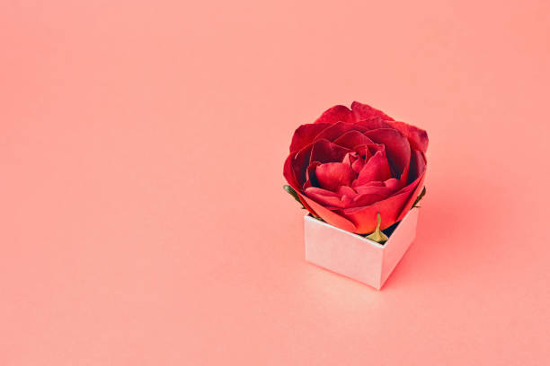 istock Red rose blossom in a small pink gift box with copy space 1300627234