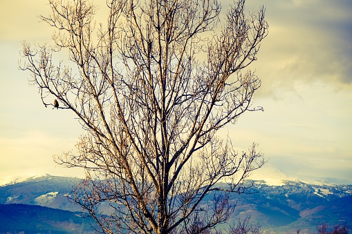 Dried and branch tree in Bulgaria with Vitosha Mountain Background and bird waiting on its branch.