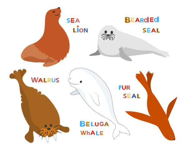 Marine Mammals Cartoon Cute Characters Avatars Vector Collection Stock  Illustration - Download Image Now - iStock