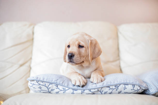 istock Puppy at home 1300631091