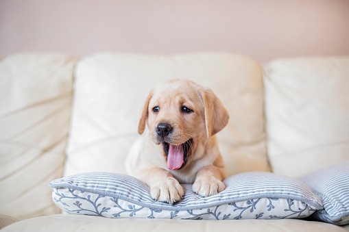 Puppy at home lies at sofa
