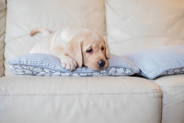 istock Puppy at home 1300631108