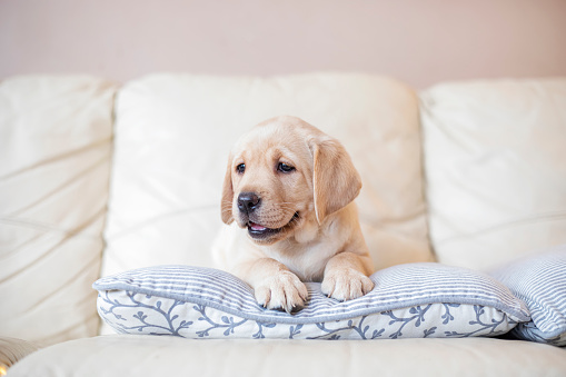 Puppy at home lies at sofa