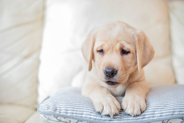 istock Puppy at home 1300631130