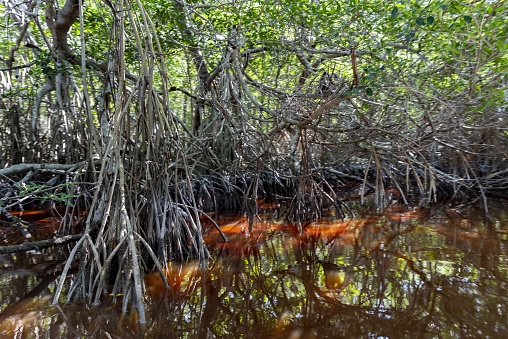 Celestún, Mexico, December 3, 2016: View of mangroves in the Celestún Biosphere Reserve on Yucatan Peninsula.