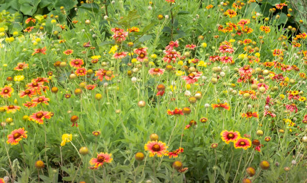 istock Gaillardia blooming in Okinawa 1300633139