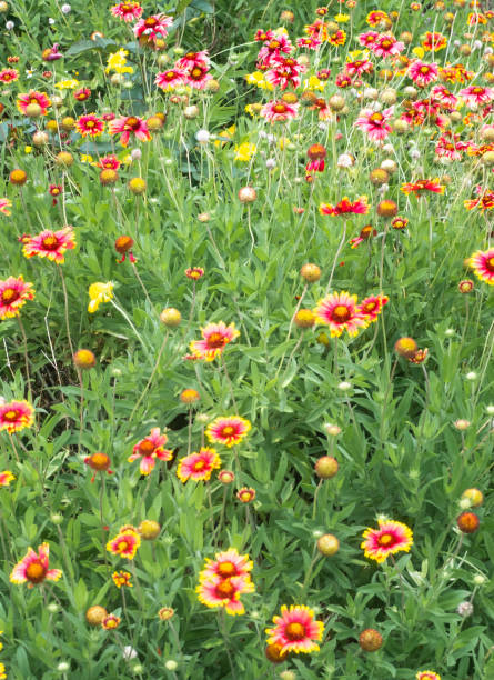 istock Gaillardia blooming in Okinawa 1300633151