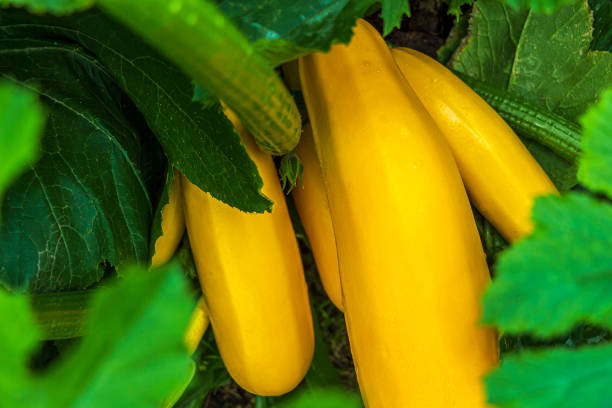 yellow zucchini grow in garden bed. gardening and agriculture. cover for packaging marrow seeds - zucchini squash marrow squash vegetable imagens e fotografias de stock