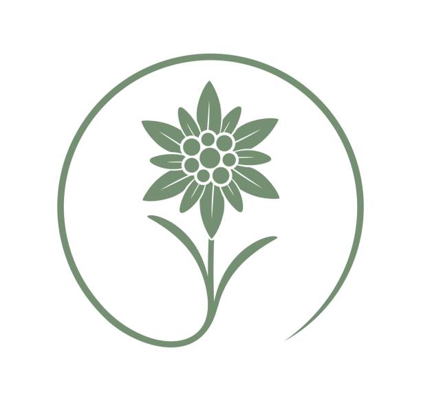 illustrazioni stock, clip art, cartoni animati e icone di tendenza di logo edelweiss. edelweiss isolata su sfondo bianco - stella alpina