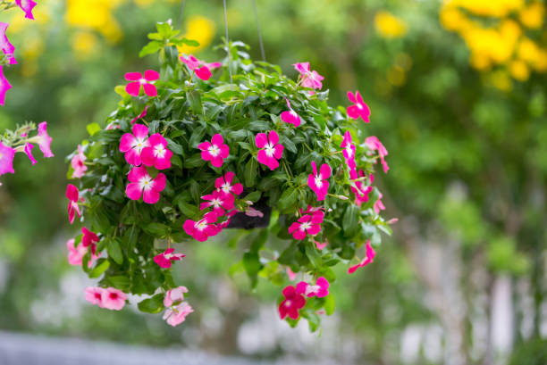 fleur de cresson suspendue dans le jardin. pervenche de madagascar, vinca, vieille servante, jasmin de cayenne, pervenche rose - catharanthus photos et images de collection