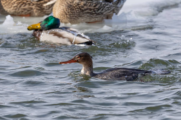istock Red-breasted merganser and mallards on the freezing river 1300636273