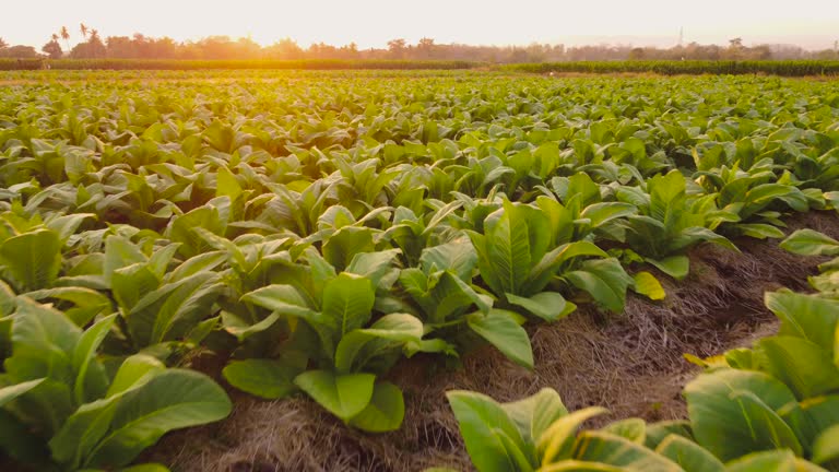 Aerial view above tobacco field landscape