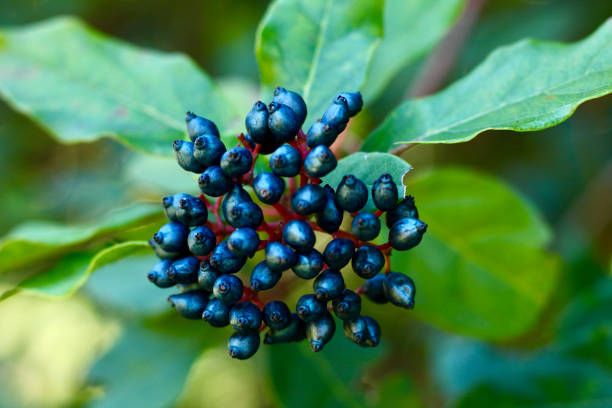 istock Dark fruits and green leaves 1300640605