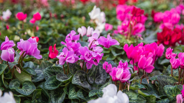 istock Natural glade with a pink cyclamens 1300640738