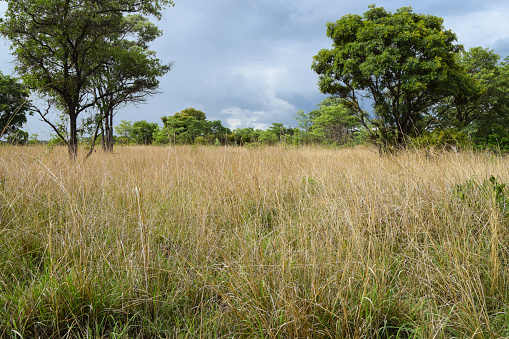 Tall grass in a savannah in Zimbabwe.