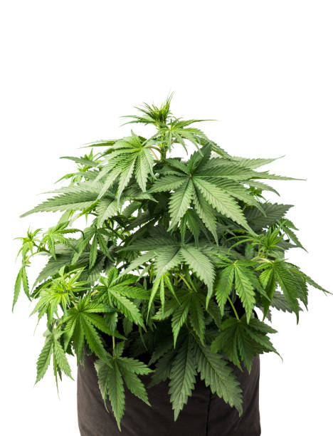 grow marijuana plant cannabis medical bush - white indian hemp imagens e fotografias de stock