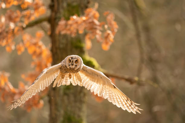 istock Flying long-eared owl with the tree in the background. Animal theme Asio otus. 1300644713