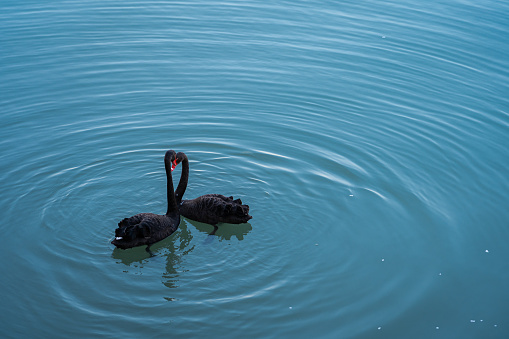 A pair of black swans on the water