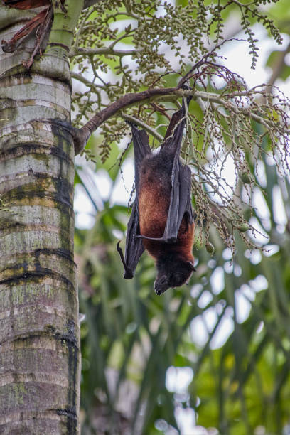 flying fox called megabat, in latin pteropodidae, hangs on a palm tree, portrait photo - shorted imagens e fotografias de stock