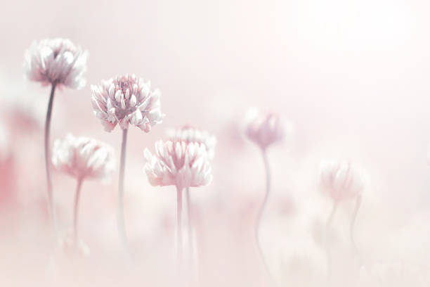Clover flowers in pastel colore. Spring summer blur background. Copy space.