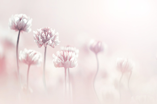 Clover flowers in pastel colore. Spring summer blur background. Copy space.