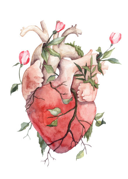 Heart overgrown with florals Watercolor illustration human heart stock illustrations
