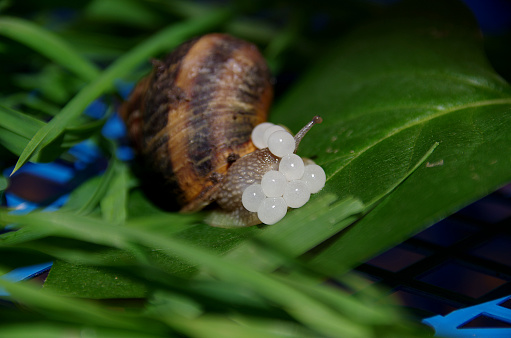 Brown garden snail on white background