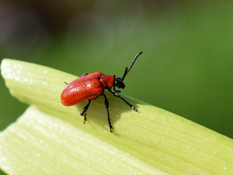 Red lily beetle garden pest insect Lilioceris lilii on a leaf