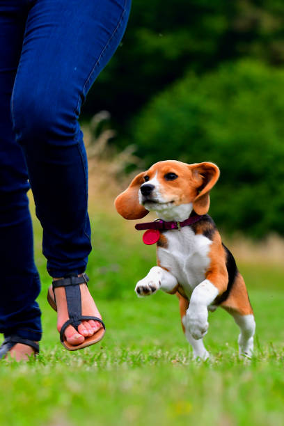 istock Beagle puppy running next to his master 1300649309