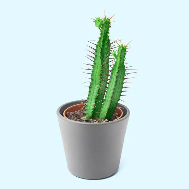 Cactus Euphorbia enopla in a pot as a decorative houseplant isolated on color background. Hobby and succulent concept