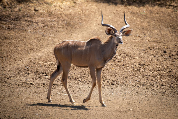 istock Male greater kudu walking down rocky slope 1300650730
