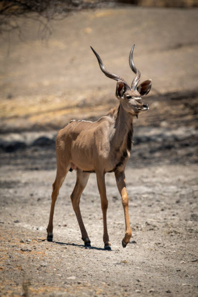 istock Male greater kudu walks across rocky pan 1300650731