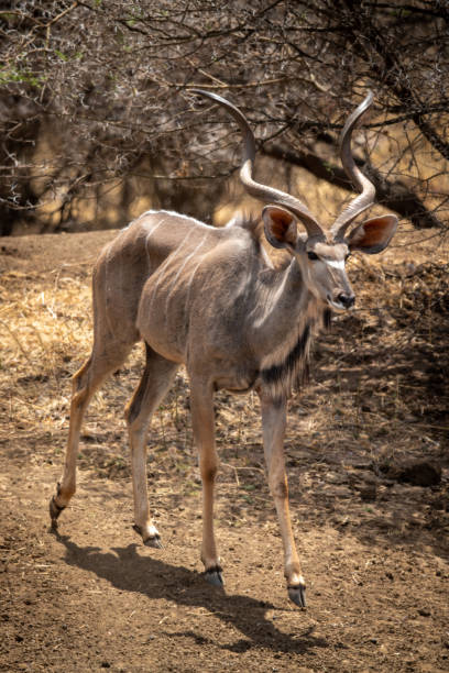 istock Male greater kudu walking down past tree 1300650732